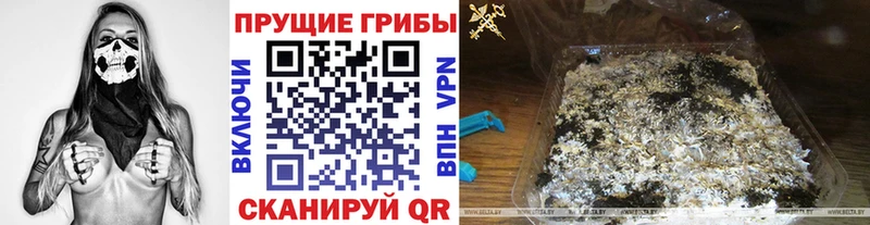наркотики  Злынка  Псилоцибиновые грибы прущие грибы 